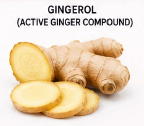LipoTrine Ingredient Gingerol (Active Ginger Compound)