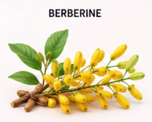 LipoTrine Ingredient Berberine