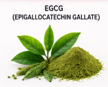 LipoTrine Ingredient EGCG (Epigallocatechin Gallate)